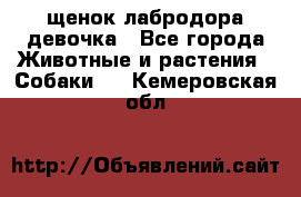 щенок лабродора девочка - Все города Животные и растения » Собаки   . Кемеровская обл.